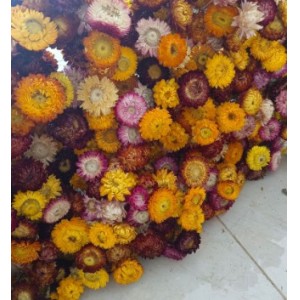 七彩菊麦秆菊雏菊北欧森系手工花材料自然干花菊花插花材菠萝菊