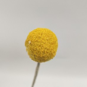 原色黄金球干花3cm带杆自然风干干花花束永生花玻璃罩花材黄金球